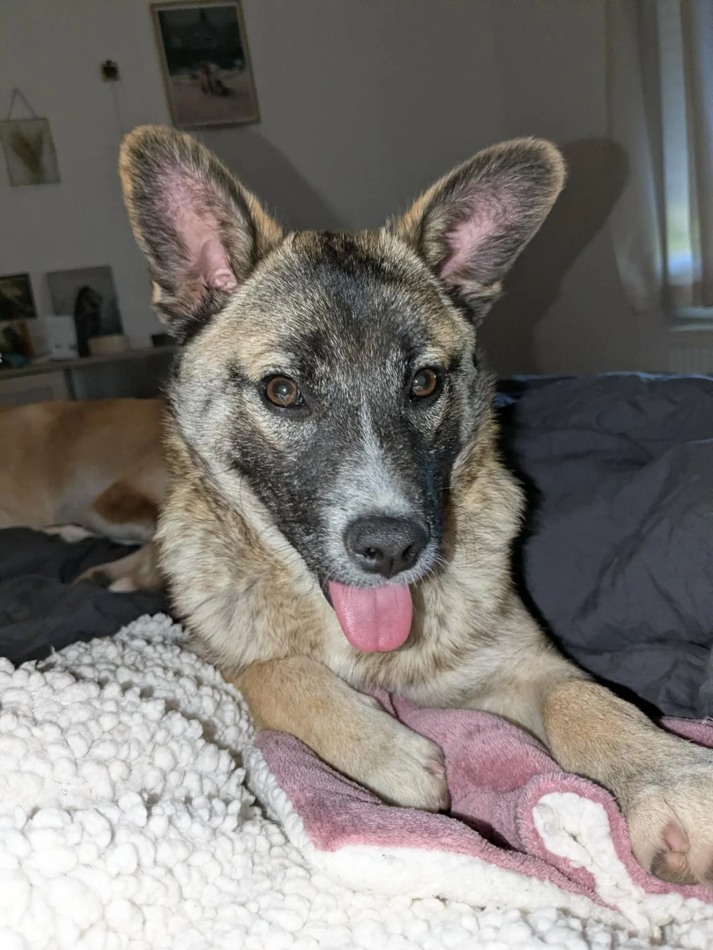 association sans colliers chien adoption à adopter sauvetage roumanie lille