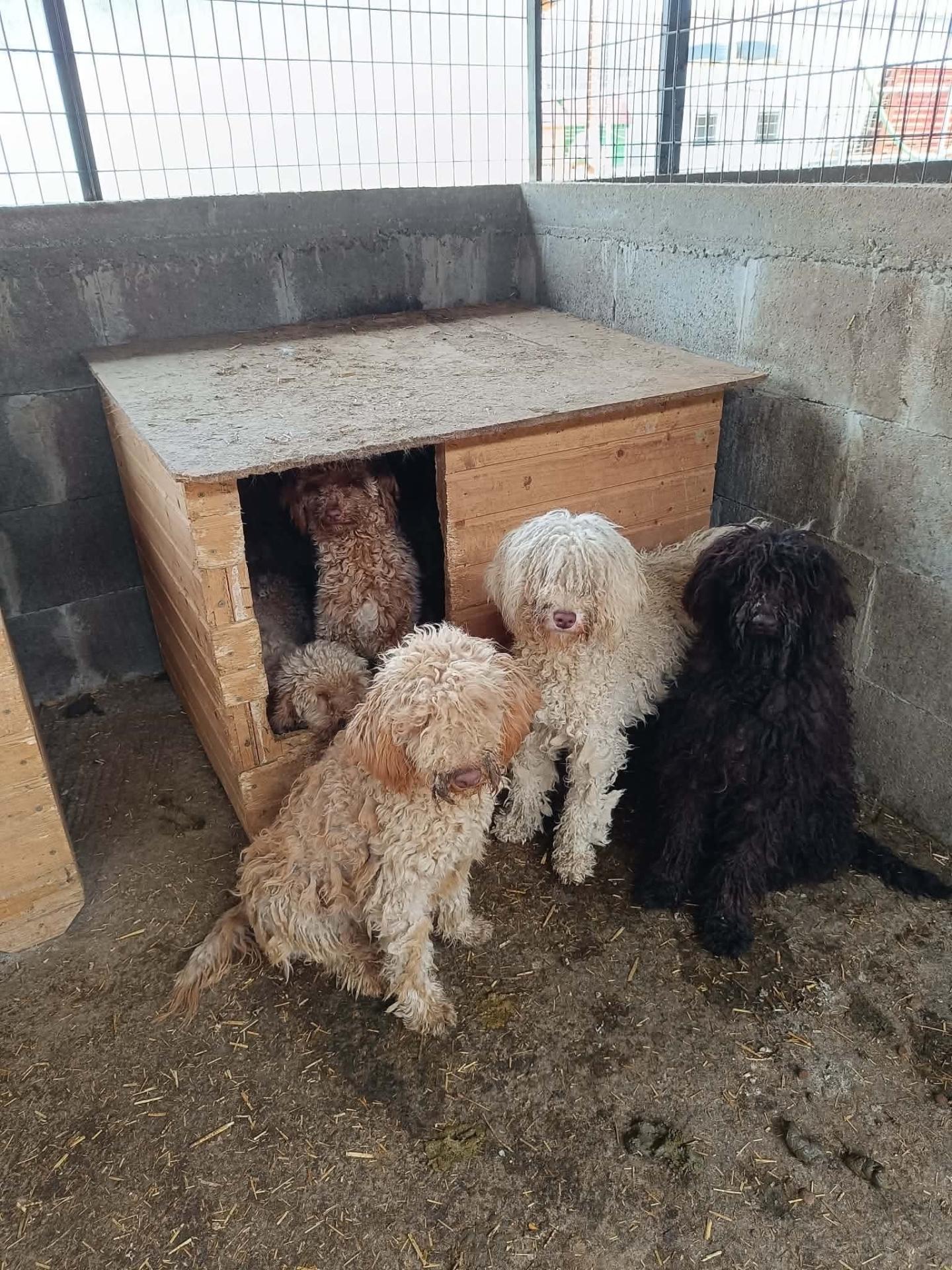 chien à adopter sauvetage roumanie sans colliers